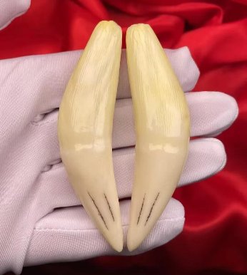 东北虎牙齿价格