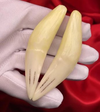 印支虎牙齿价格