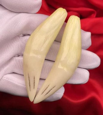 华南虎牙齿价格