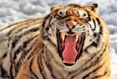 真正东北虎正宗老虎牙图片