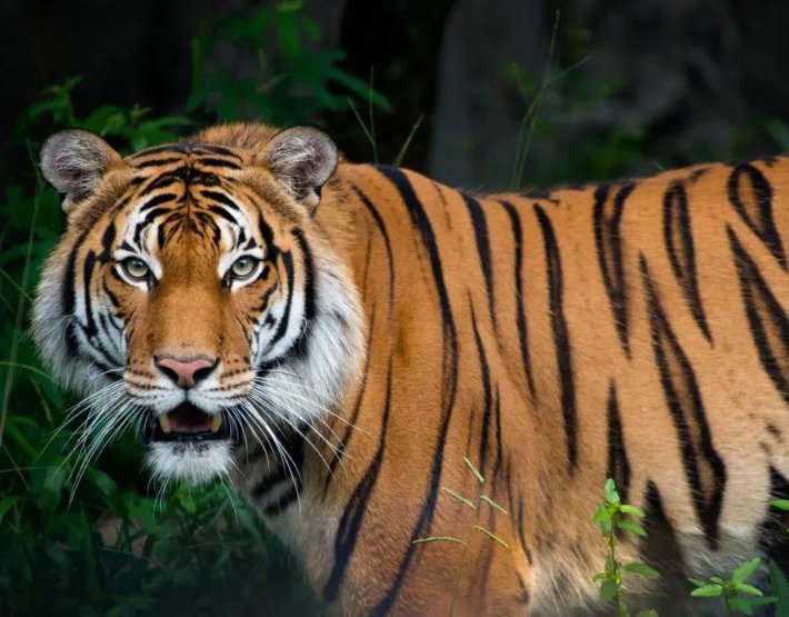 真正马来虎正宗老虎牙图片