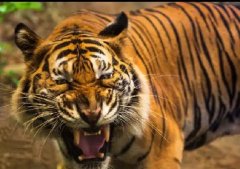 真正孟加拉虎虎正宗老虎牙图片