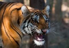 真正印支虎正宗老虎牙图片